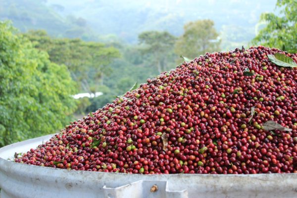 coffee cherries