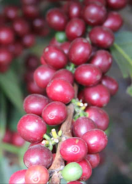 guatemala coffee cherries