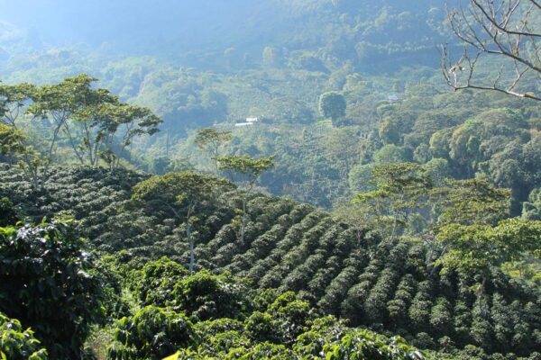 Nelson Ramirez' Farm
