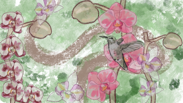 Illustration of orchid varieties and a hummingbird