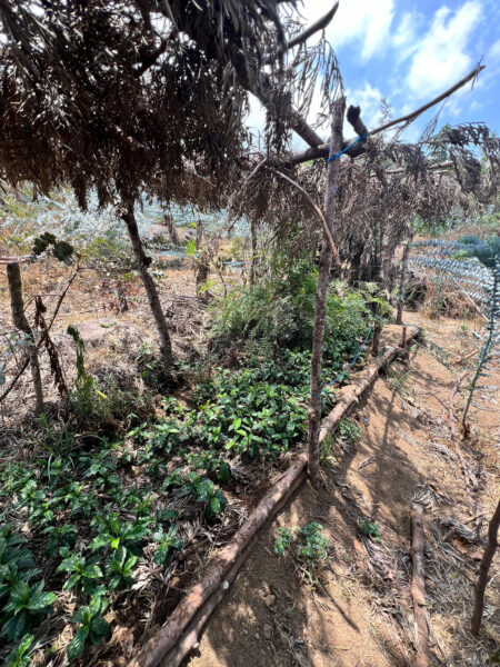 Fidel Raxcac&oacute;'s farm